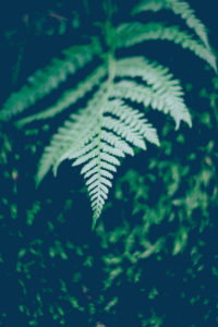fern fern